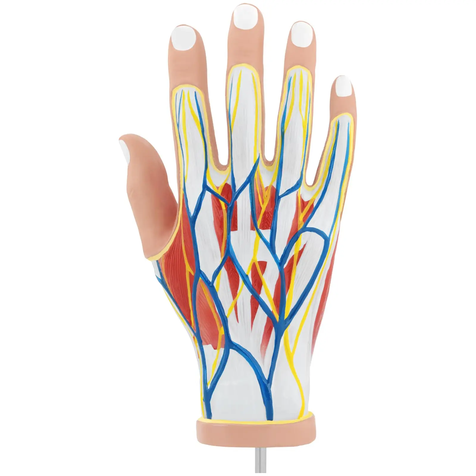 Anatominen malli - käsi - neliosainen - alkuperäiskoko - lihasrappeutuma