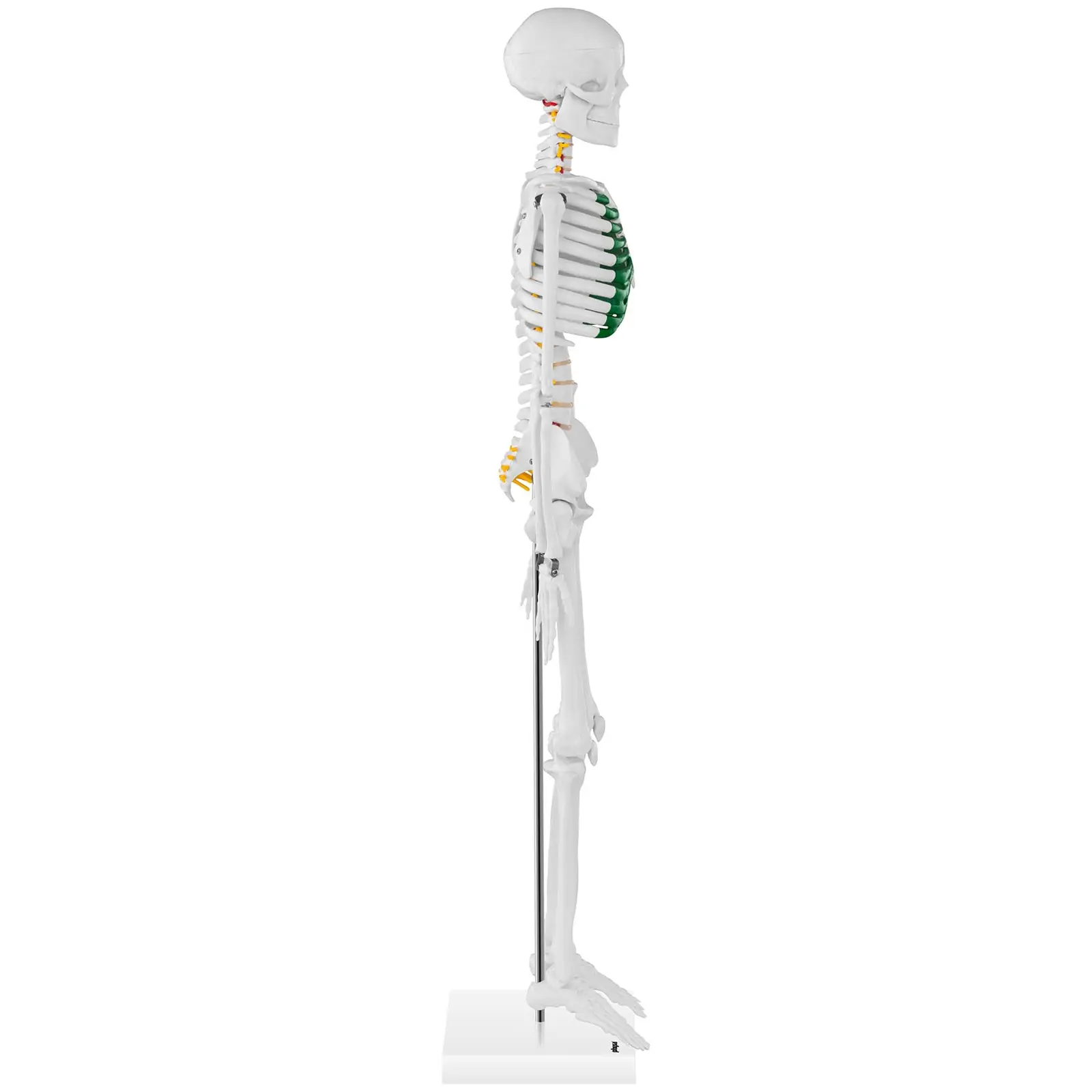 Anatominen malli - luuranko - 85 cm