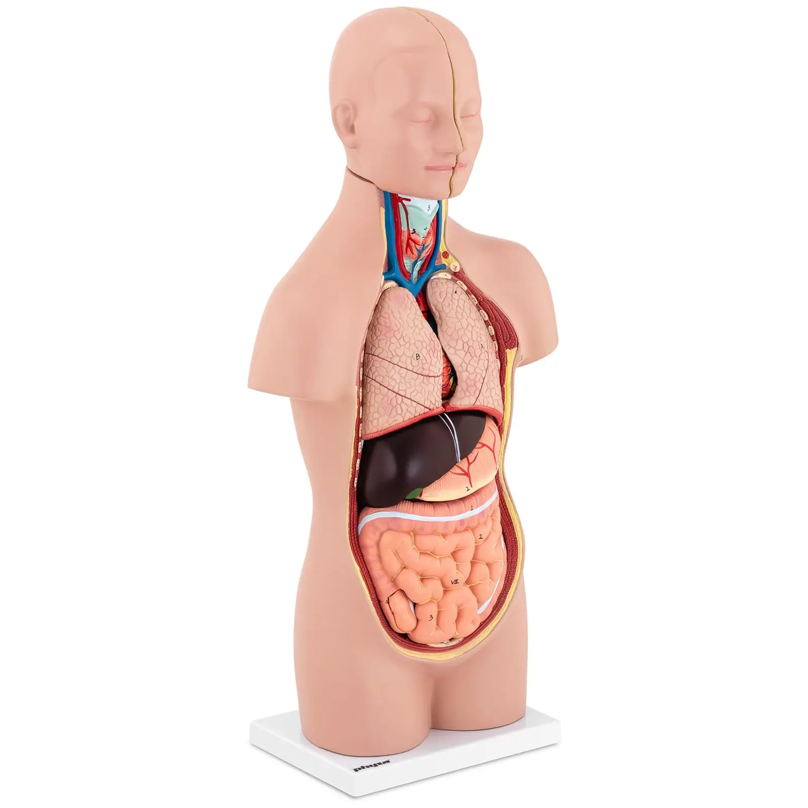 Anatominen malli - torso - sukupuoleton - 12 osaa - 48 cm korkea