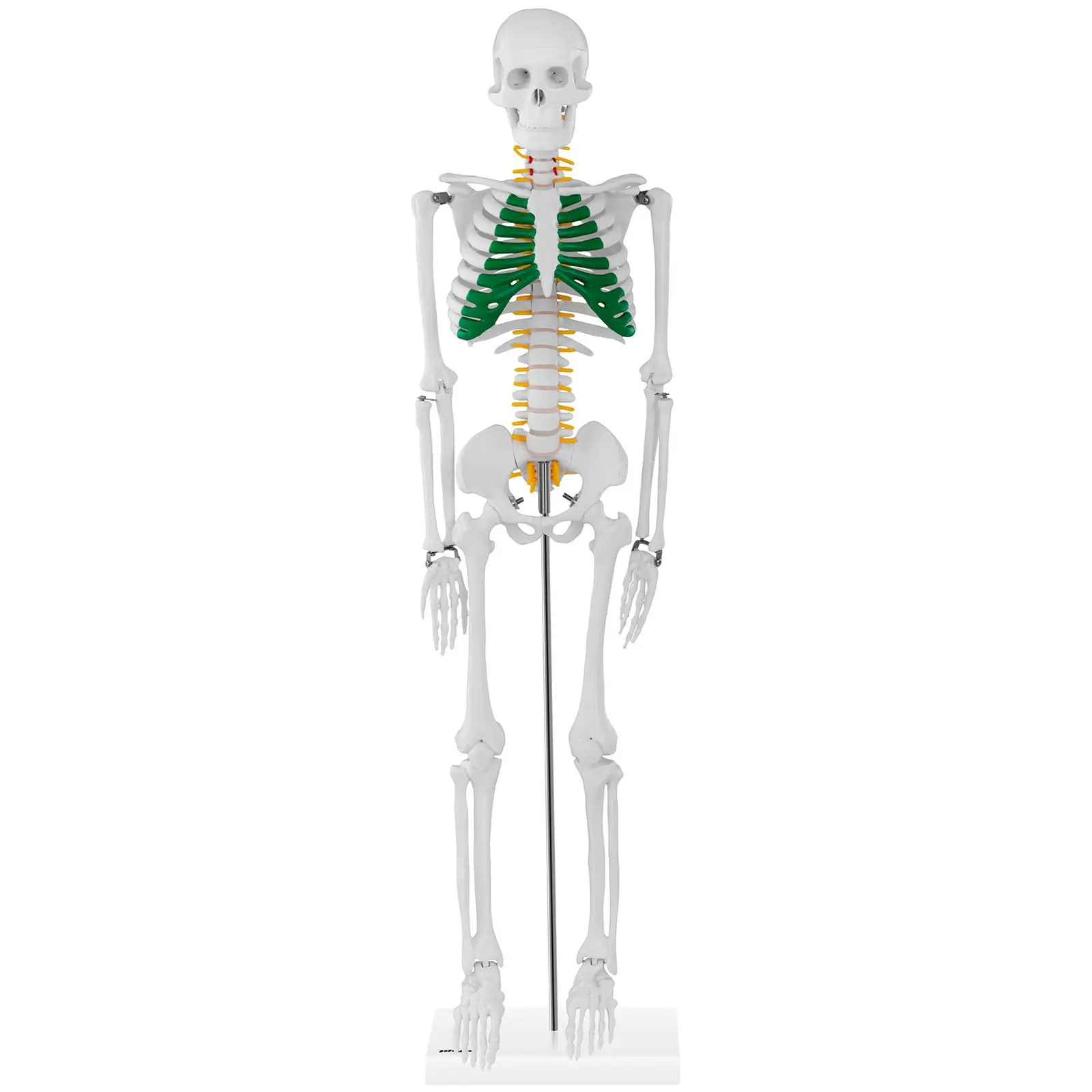 Anatominen malli - luuranko - 85 cm