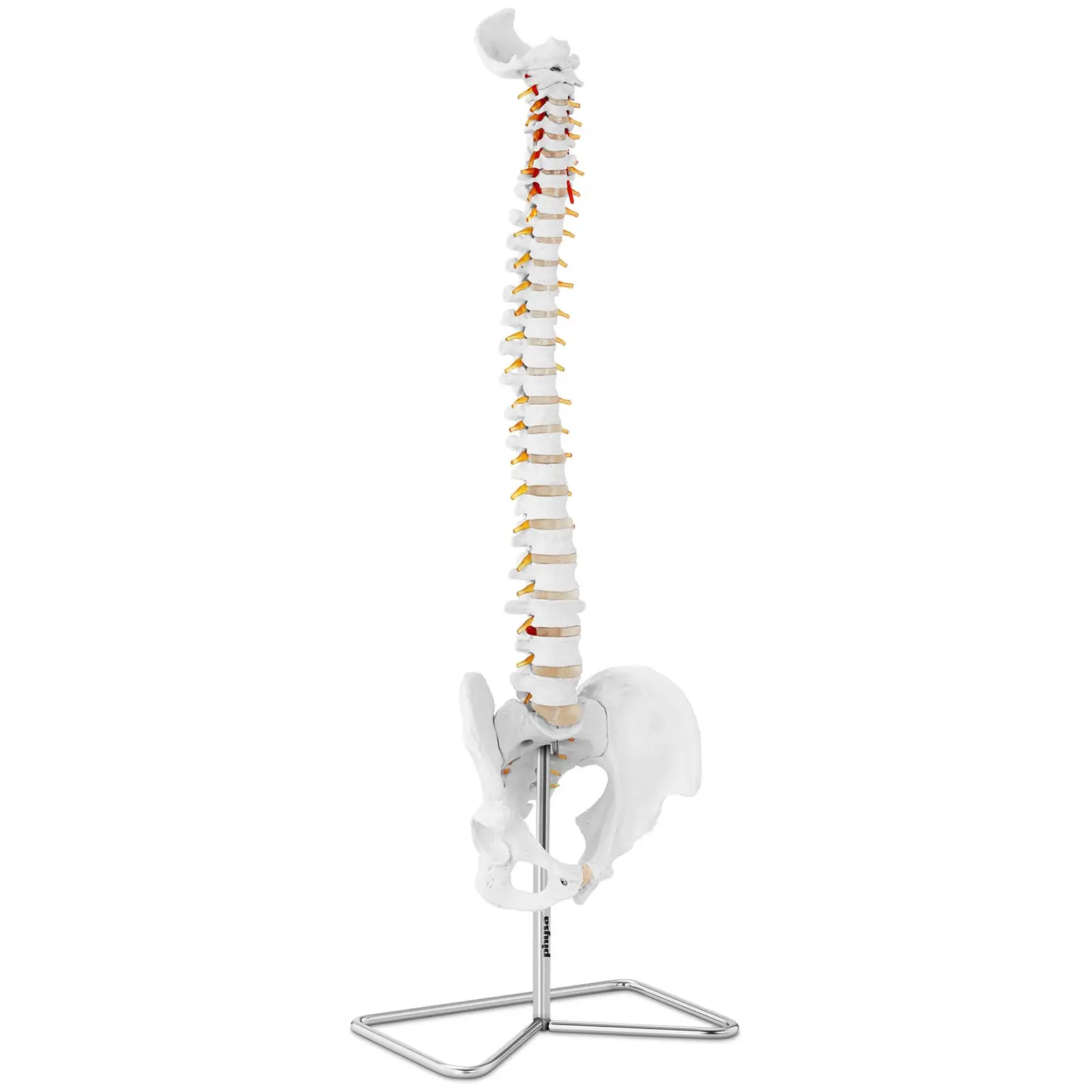 Anatominen malli - selkäranka - luonnollisessa koossa