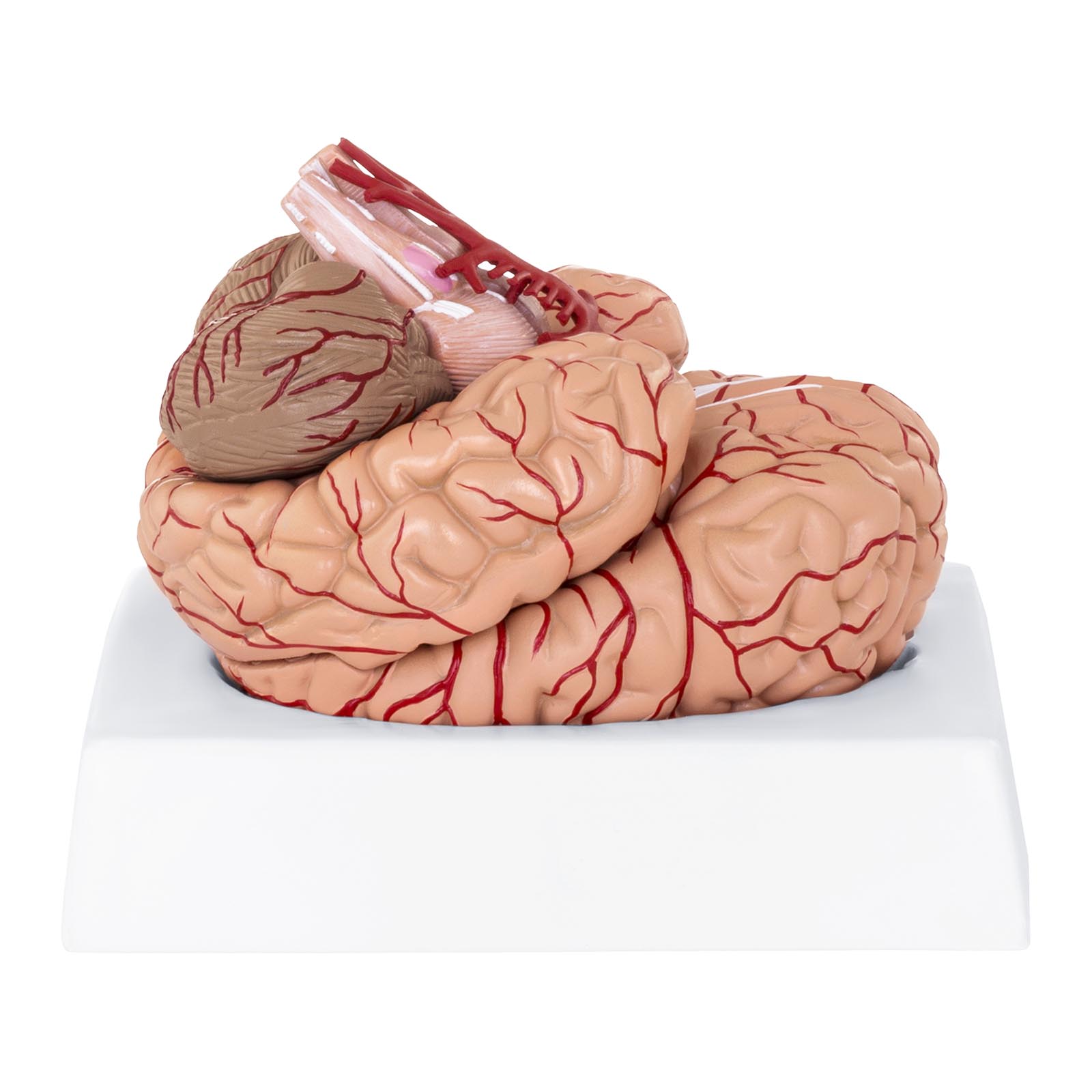 Anatominen malli - aivot - 9 segmenttiä - luonnollisessa koossa