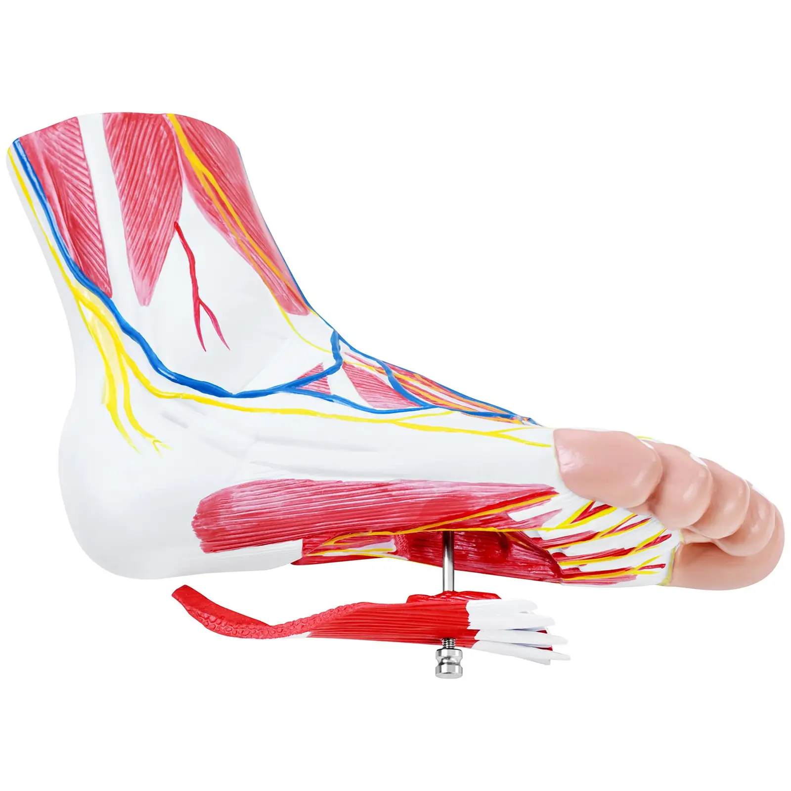 Anatominen malli- jalka - kolmiosainen - alkuperäiskoko - lihasrappeutuminen