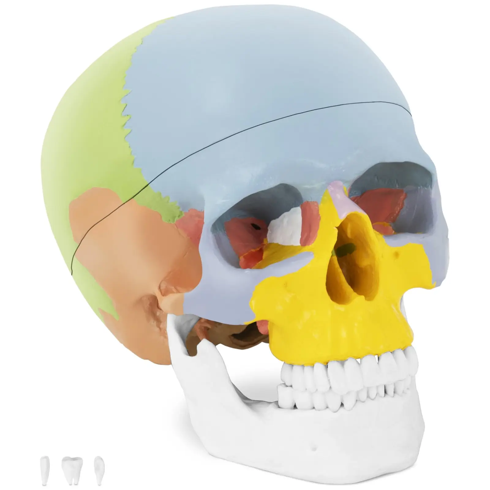 Anatominen malli - pääkallo - värikäs